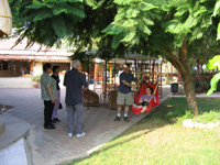 Jacaranda Jacaranda