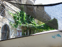 Boat, Net, and Vines