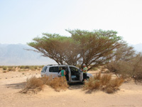 Felix Under a Tree