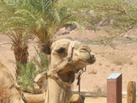 Camel Close Up