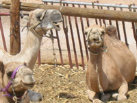 Camels