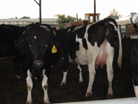 Dairy Cows