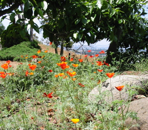 Poppies