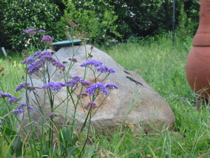 Back Lawn